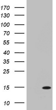 C11ORF67 Antibody