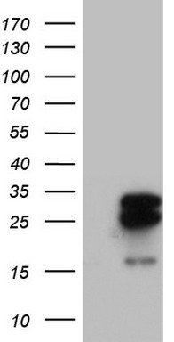MRPS7 Antibody