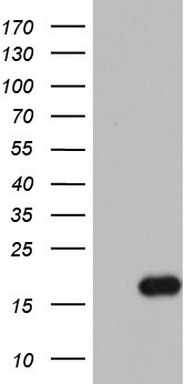 IL1RA Antibody