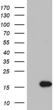 IL1RA Antibody