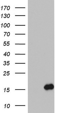 IL1RA Antibody