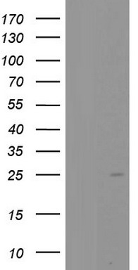 p23 Antibody
