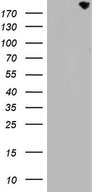 CD68 Antibody