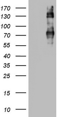 CD68 Antibody