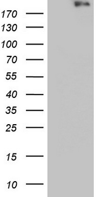 Von Willebrand Factor Antibody