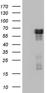 RIP3 Antibody