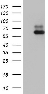 RORA Antibody