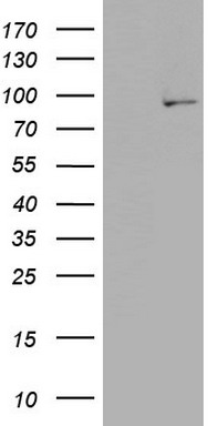 PLA2G6 Antibody