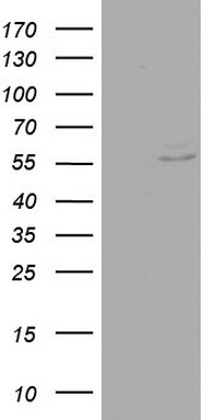 RIP3 Antibody