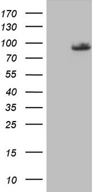 PLOD2 Antibody