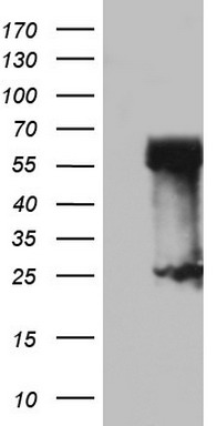 RIP3 Antibody