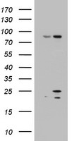 ARL3 Antibody