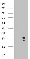 ARL3 Antibody
