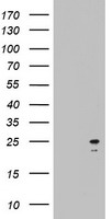 ARL3 Antibody