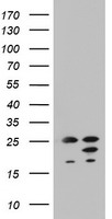 ARL3 Antibody