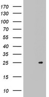 ARL3 Antibody