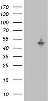 SAP30BP Antibody