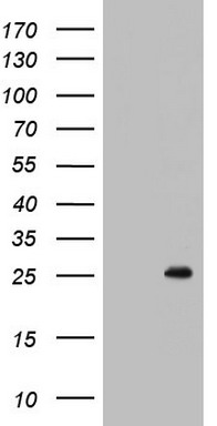 BCL2 Antibody