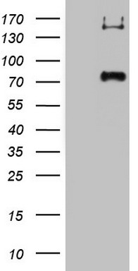 CD68 Antibody