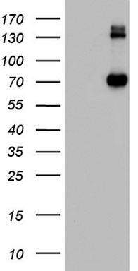 CD68 Antibody