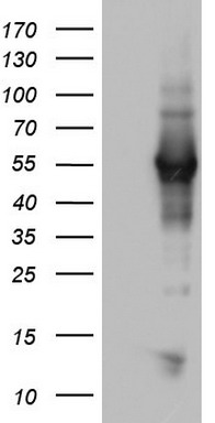NAB1 Antibody