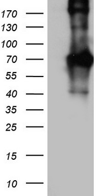 CD68 Antibody