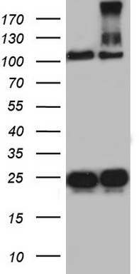 DOCK8 Antibody