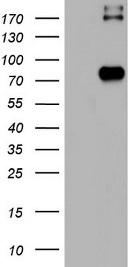CD68 Antibody