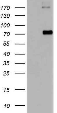 CD68 Antibody