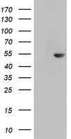 CDCA7L Antibody