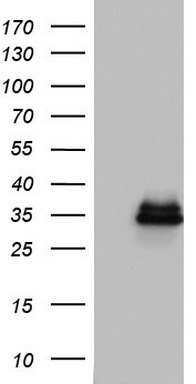 HADHSC Antibody