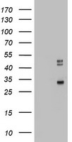 CD68 Antibody