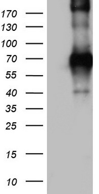 CD68 Antibody