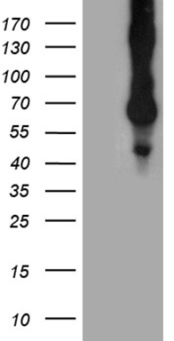 CD68 Antibody