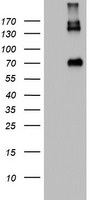CD68 Antibody