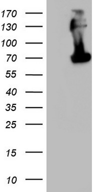 CD68 Antibody