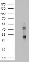 CD68 Antibody