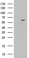 DDX56 Antibody
