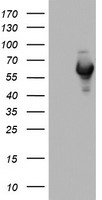 NAB1 Antibody