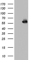 NAB1 Antibody