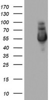 NAB1 Antibody