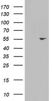 KRT24 Antibody