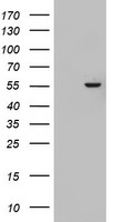 KRT24 Antibody