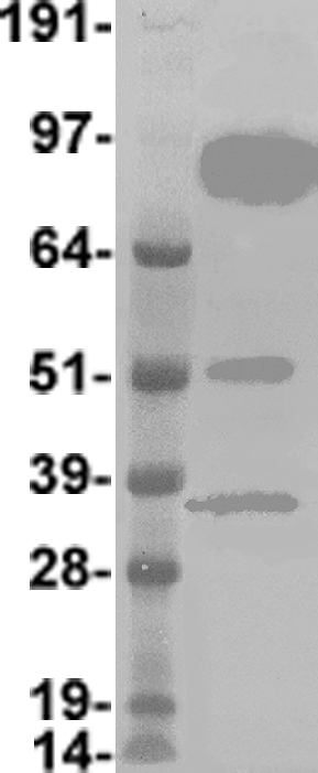 FBXW7 Antibody
