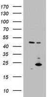 MRPS11 Antibody