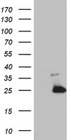 MRPS11 Antibody