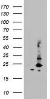 MRPS11 Antibody