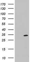 MRPS11 Antibody