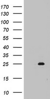 MRPS11 Antibody