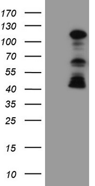 FBXW7 Antibody